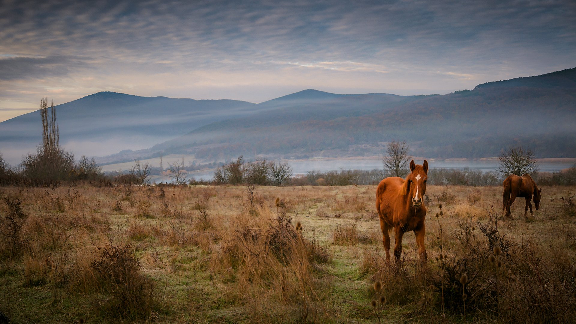 Село передовое Байдарская Долина Крым лошади