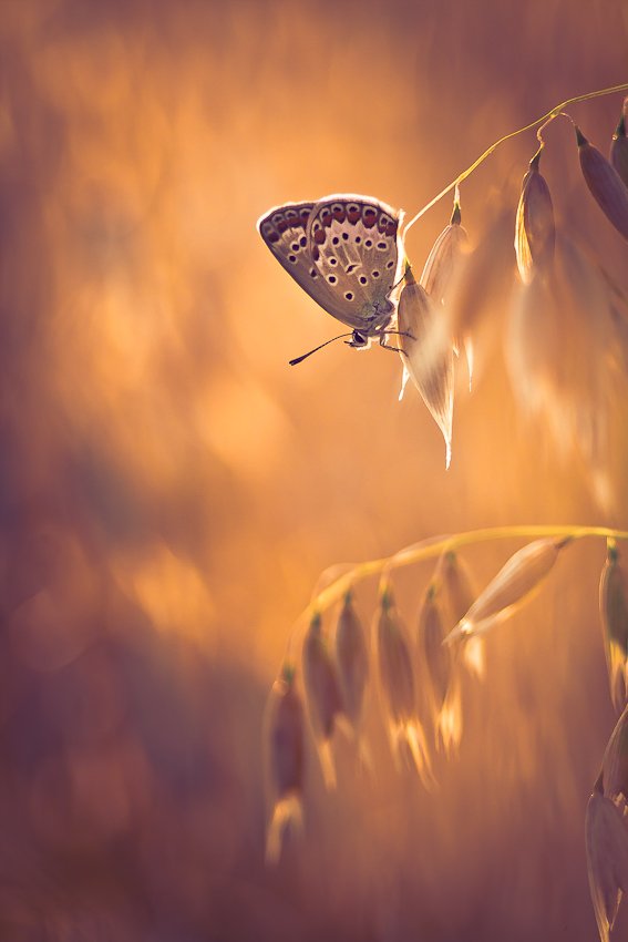 butterfly, nature, summer, Gabriel Prescornita