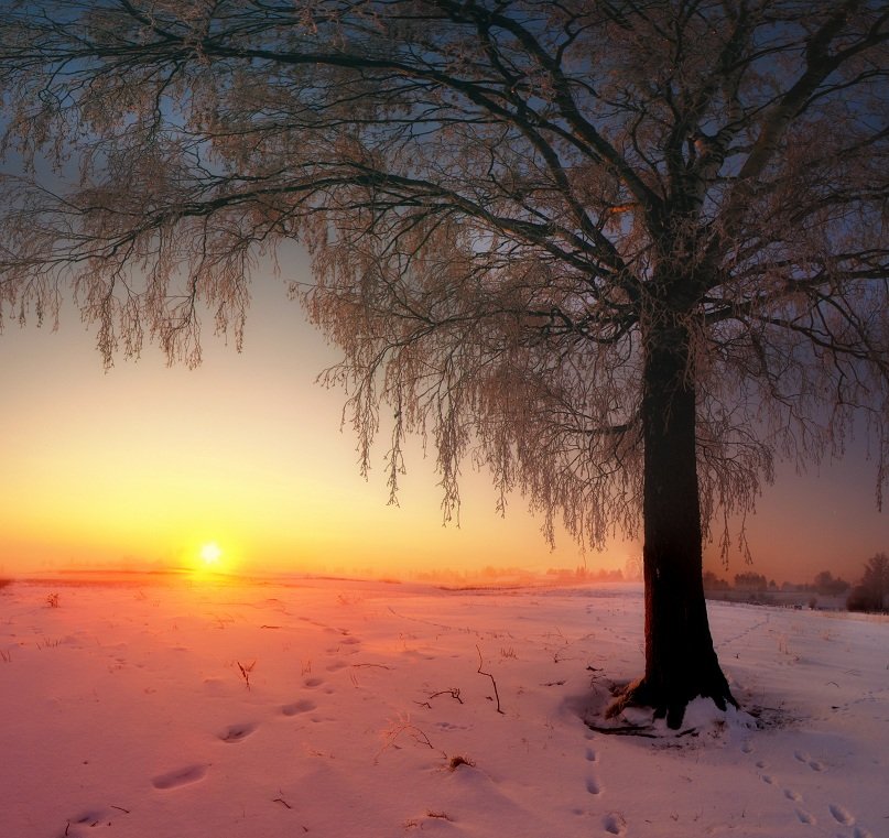дерево, утро, снег, туман, зима, солнце, восход, Vitalijus Serioginas