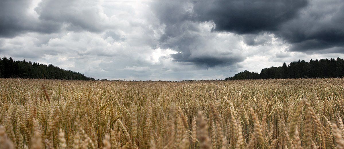 поле, пшеница, небо, лес, Alex