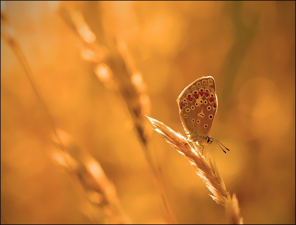 бабочка,макро,насекомые,, Андрей Корочкин