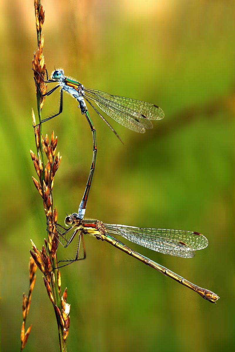 macro, nature, Mikolaj Aniol