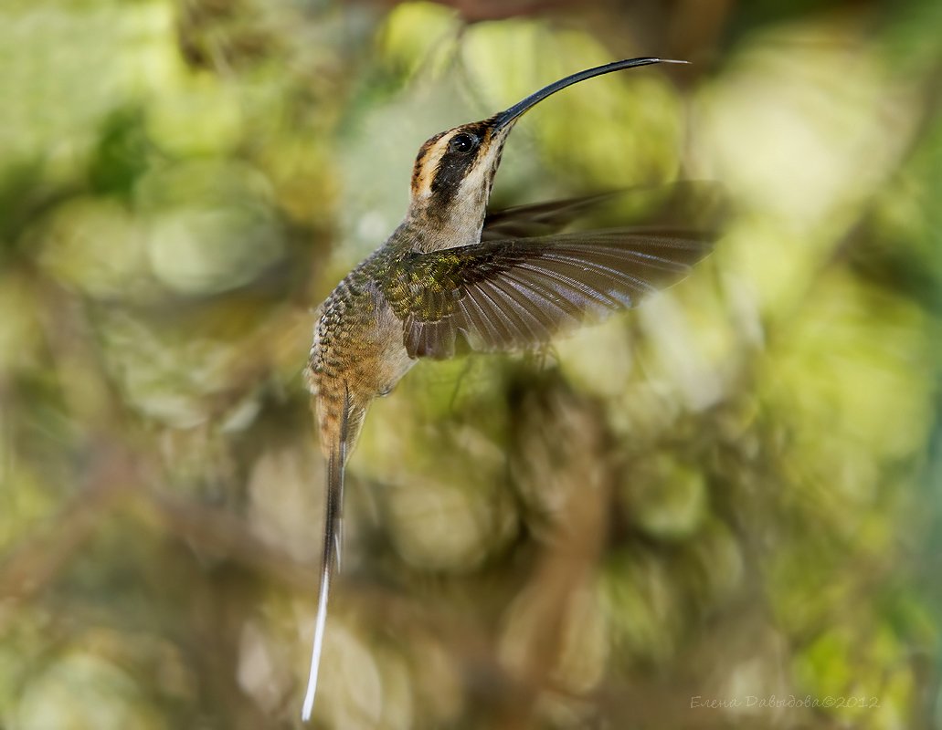 margaretta\'s hermit , колибри , бразилия , phaethornis eurynome , птицы , коричневогорлый солнечный колибри, Елена Давыдова