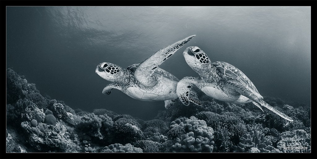 черепаха, риф,кораллы,море,синий,тон,близнецы,пара, Нарчук Андрей
