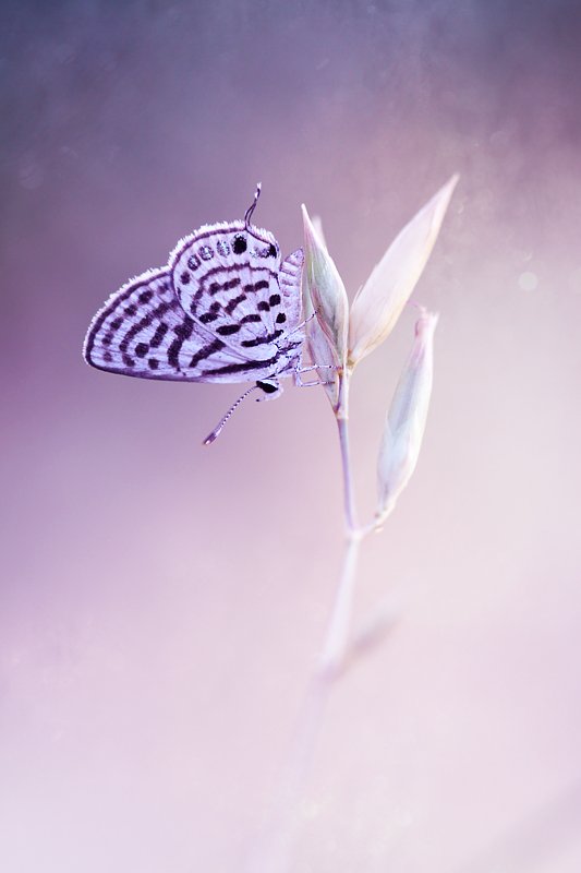 little, tiger, blue, macro, nature, canon, mehmet