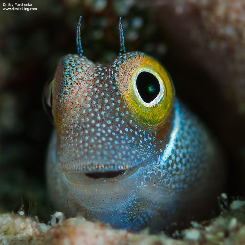 собачка,blenny fish, underwater, Дмитрий