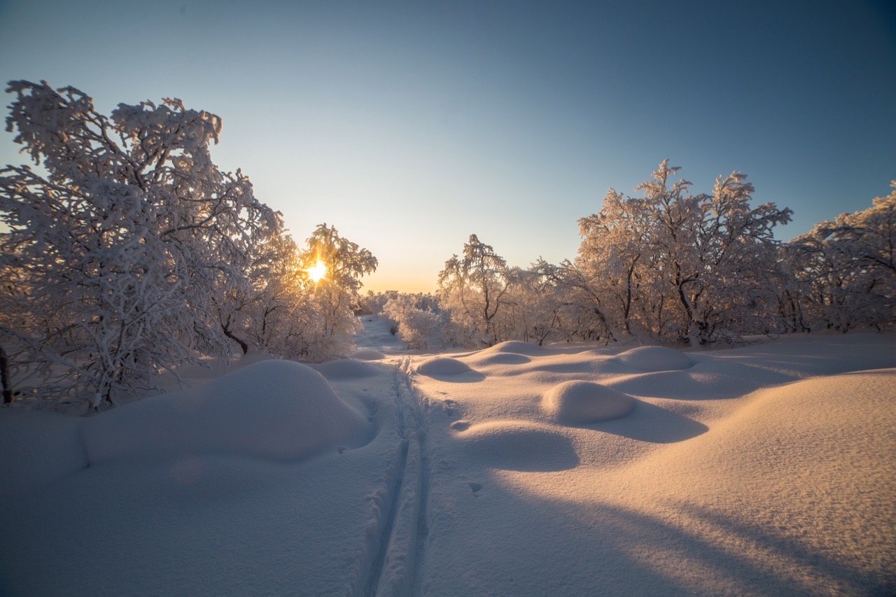 пейзаж, сугробы, снег, солнце, тропа, деревья, лес, природа, зима, Алёна Салтыкова