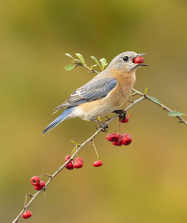 восточная сиалия, eastern bluebird,bluebird, Elizabeth Etkind