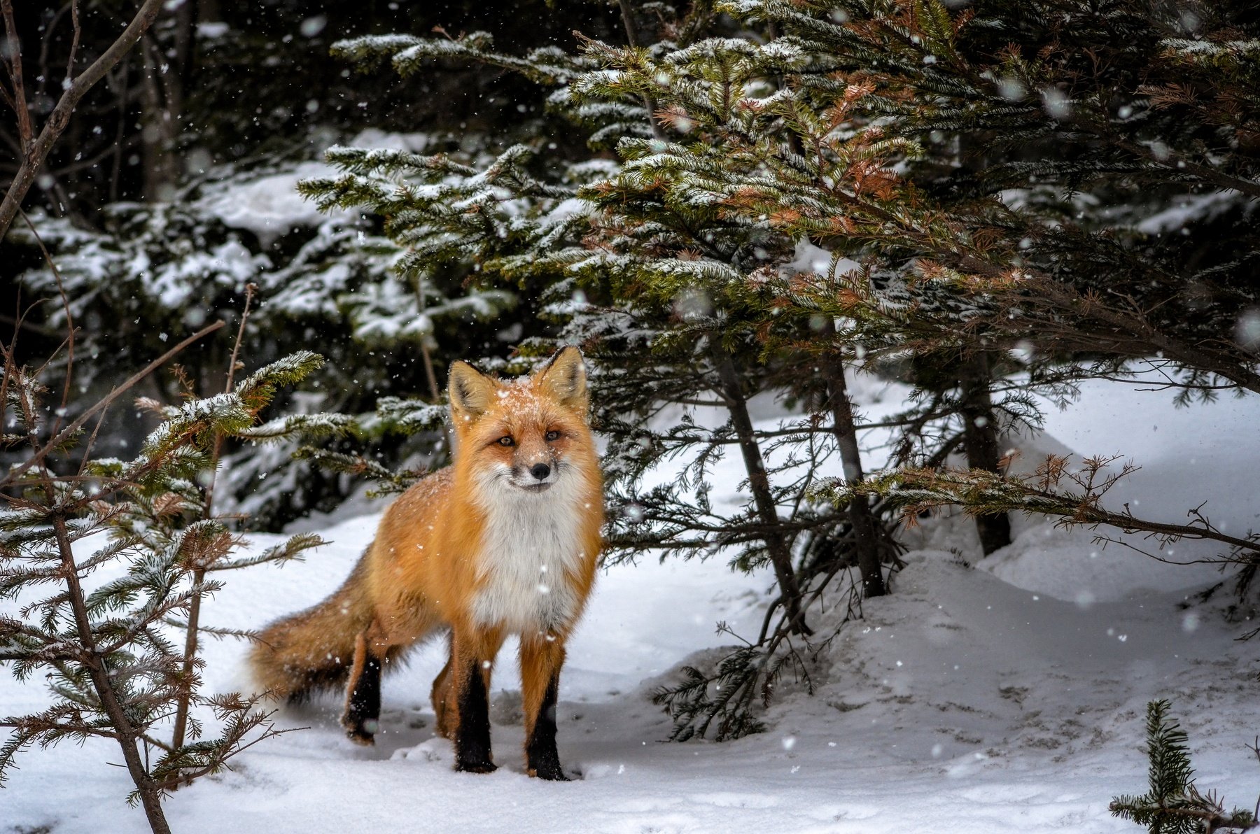 лиса, лисы, животные, снег, зима, animals, fox, foxes, animal, лис, red fox, forest, лес, Вероника Романенко