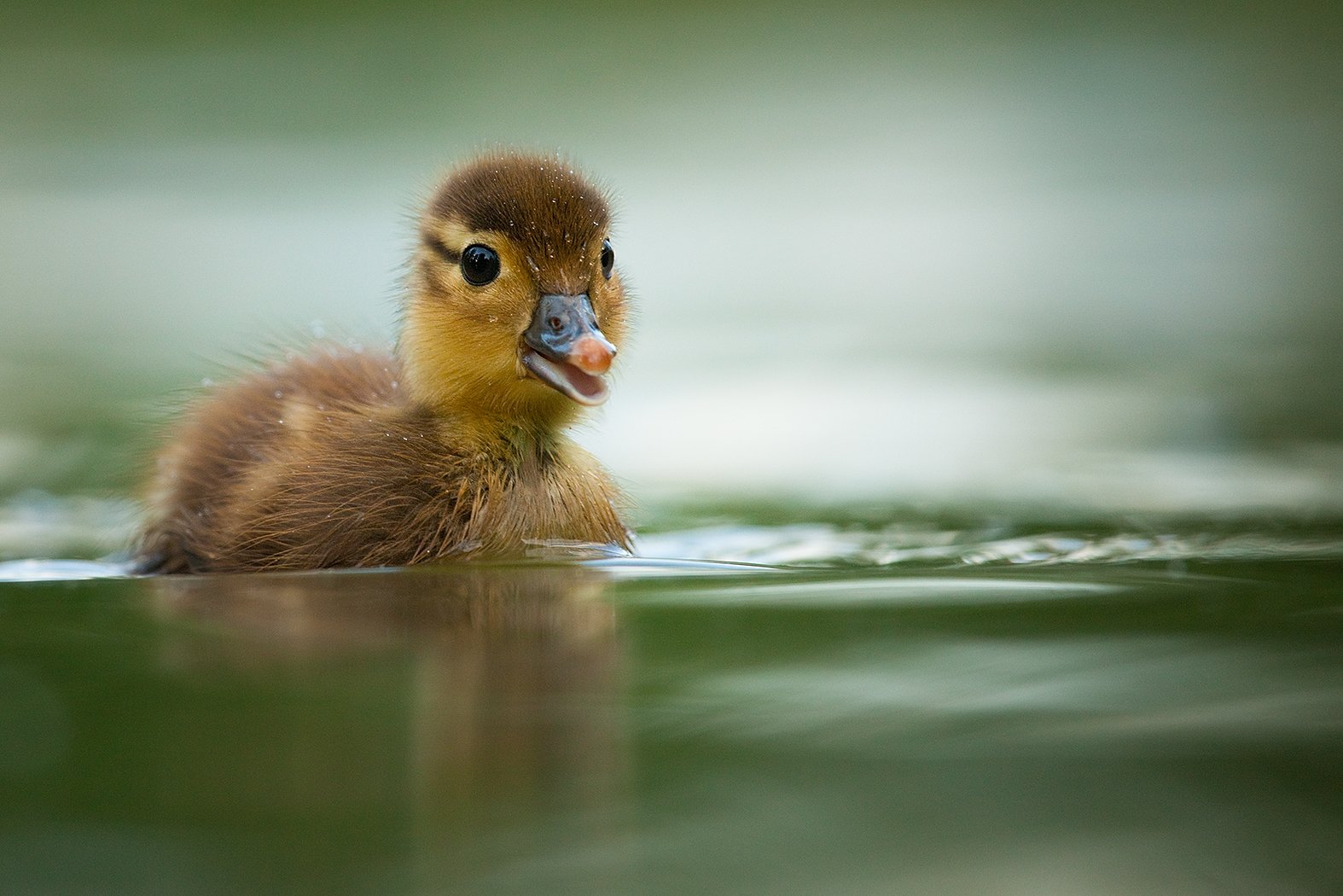 , Robert Adamec