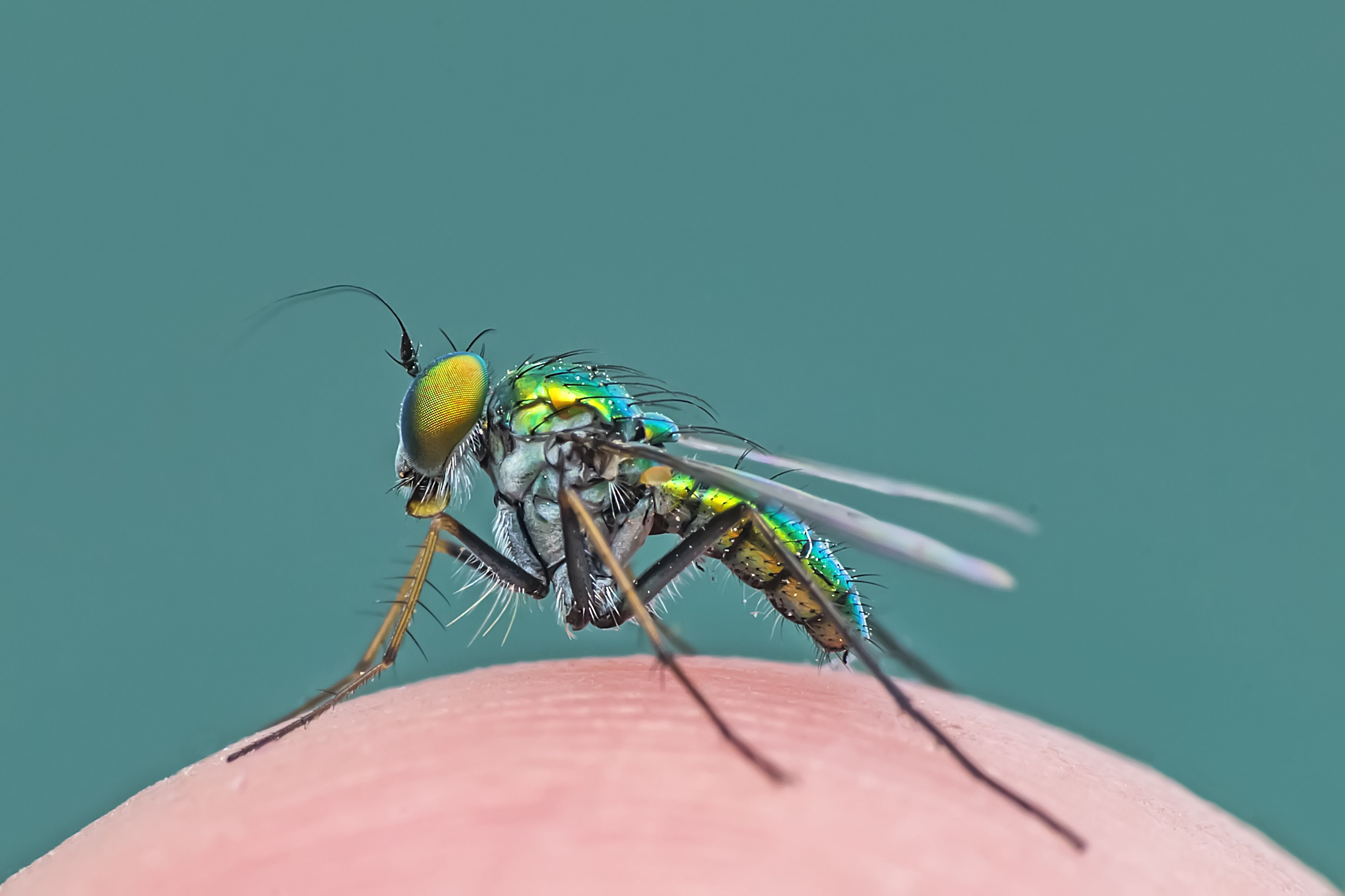 macro, insect, outdoor, garden, close up, fly, beautiful, beauty, park, small, green, hand, nice, lovely, NeCoTi ChonTin