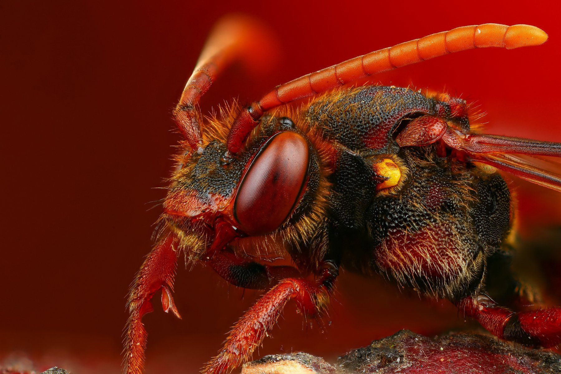 пчела макро природа усы цвет черный коричневый красный портрет желтый, Андрей Шаповалов