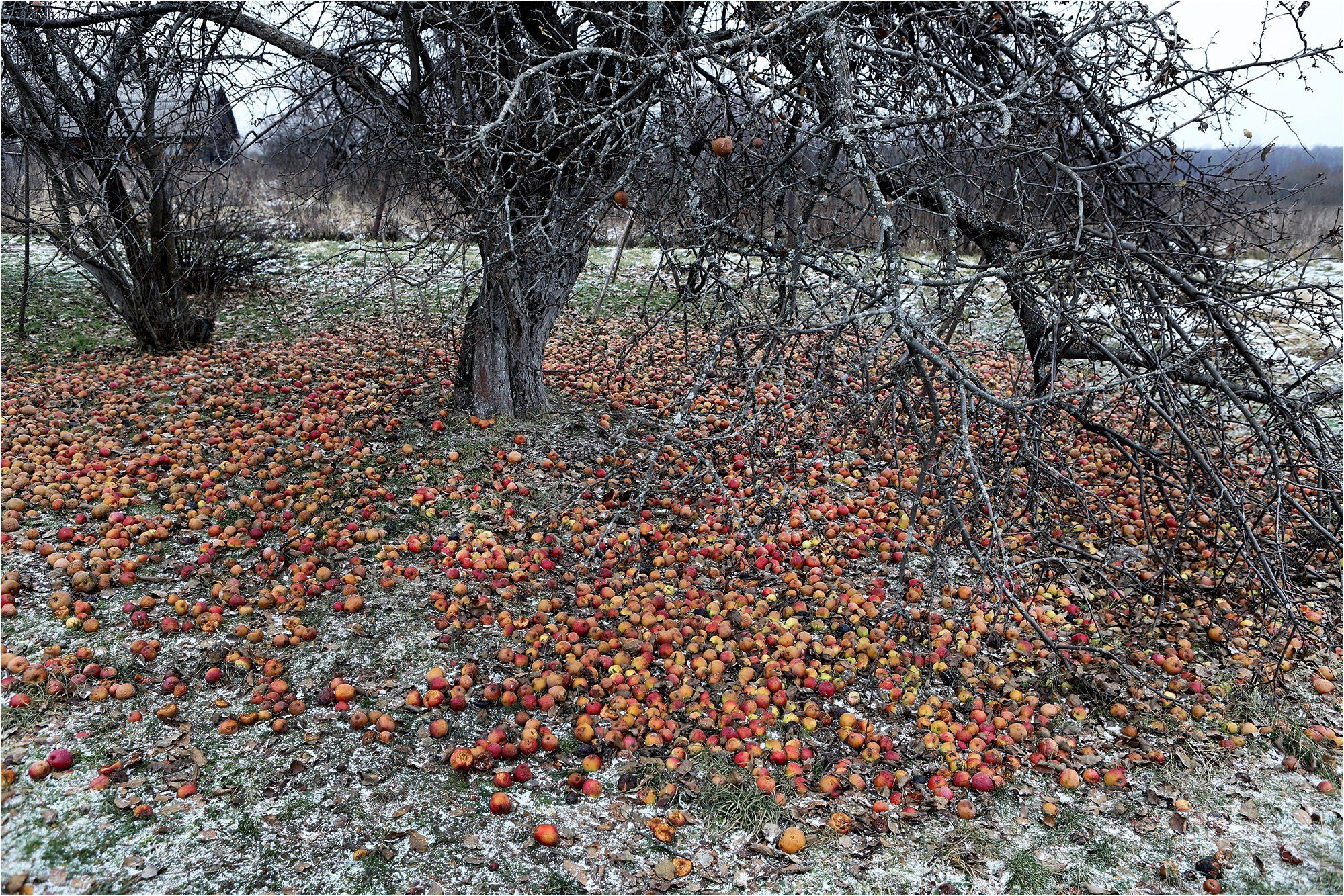 осень, ноябрь, яблоня, яблоки, снег,, Victor Pechenev
