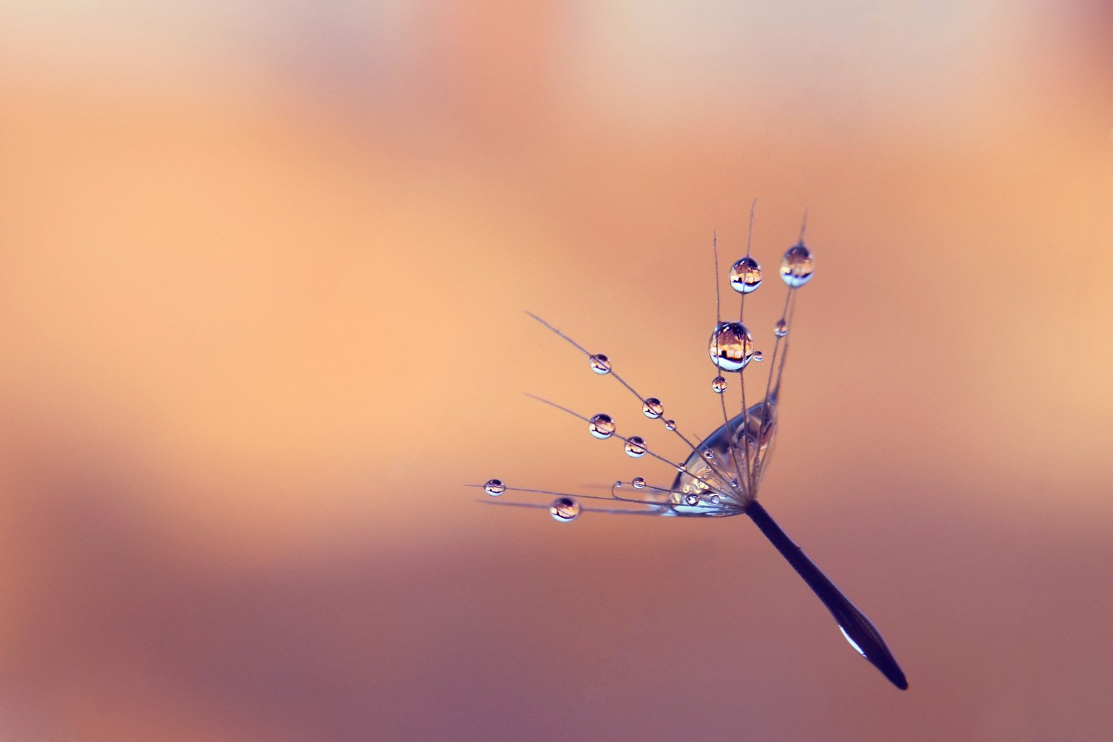 closeup, macro, water drops, dandelion, Gina Bochis