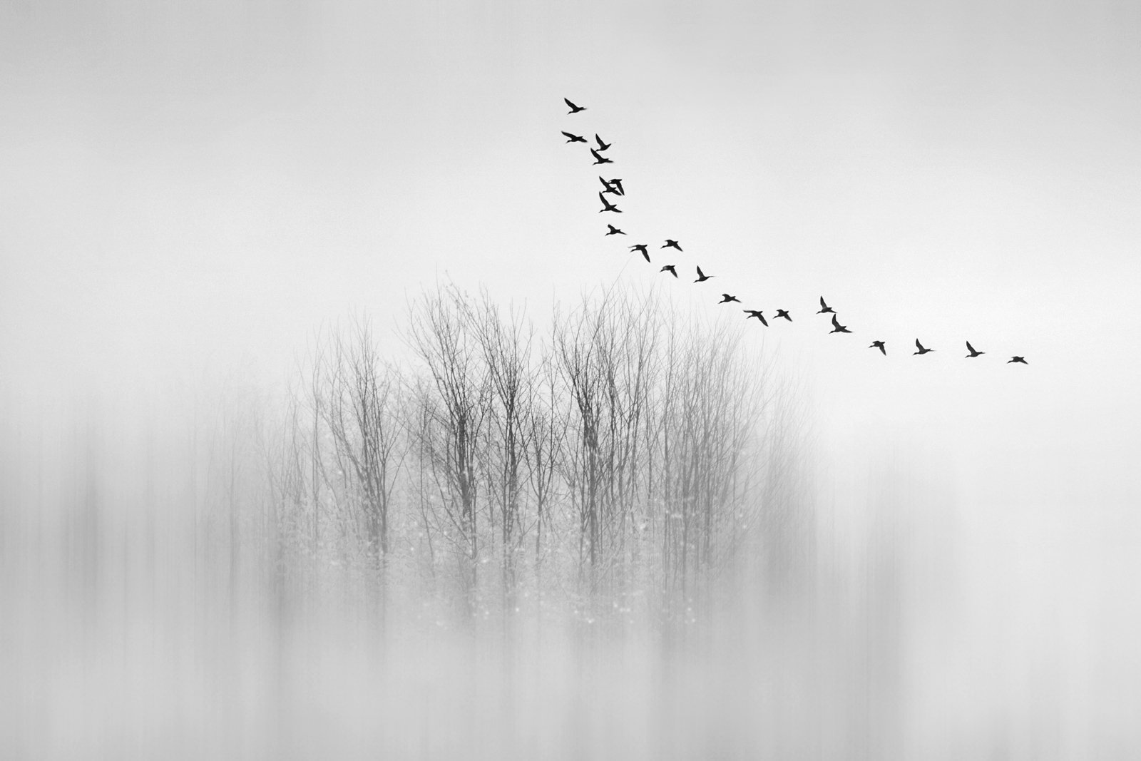 minimal, birds, black and white, trees, fog, Gina Bochis