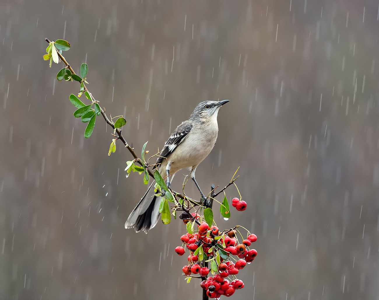 многоголосый пересмешник, northern mockingbird, пересмешник, Elizabeth Etkind