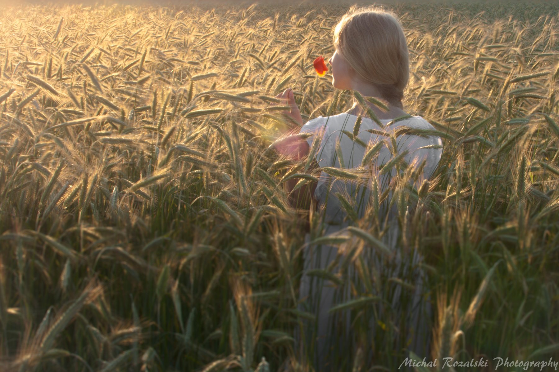 girl, ,rye, ,harvest, ,crops, ,agriculture, ,light, ,sunset, ,light, Michal Rozalski