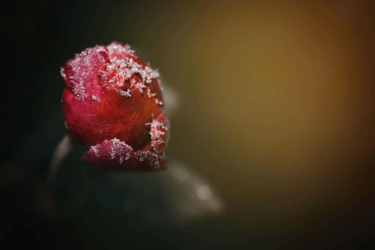 closeup, macro, rose, red, flower, frost, ice, Gina Bochis