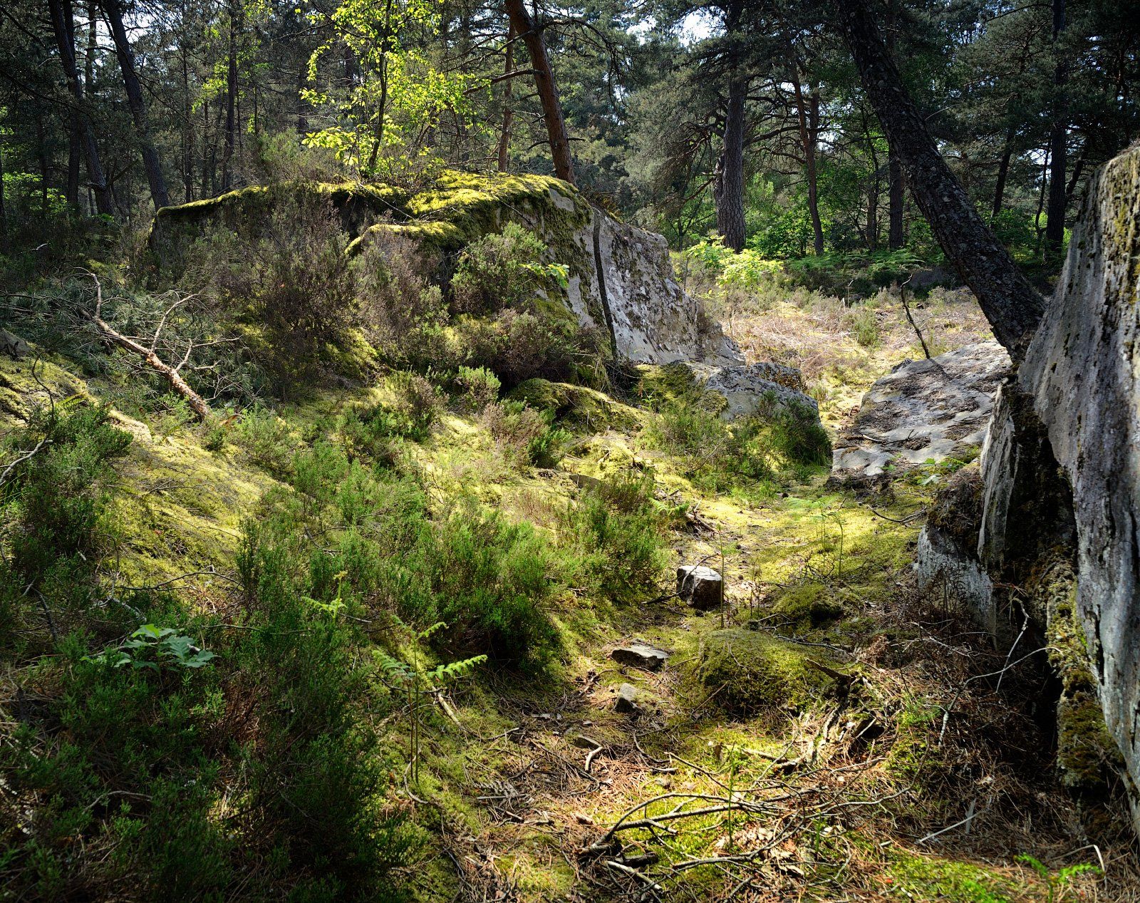 nemours, poligny, france, forêt, Olga N.