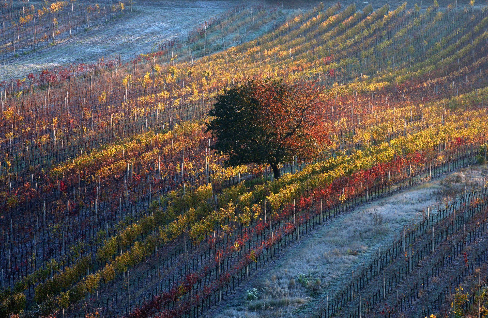 моравия, чехия,  природа, moravia, осень, пейзаж, Aricha