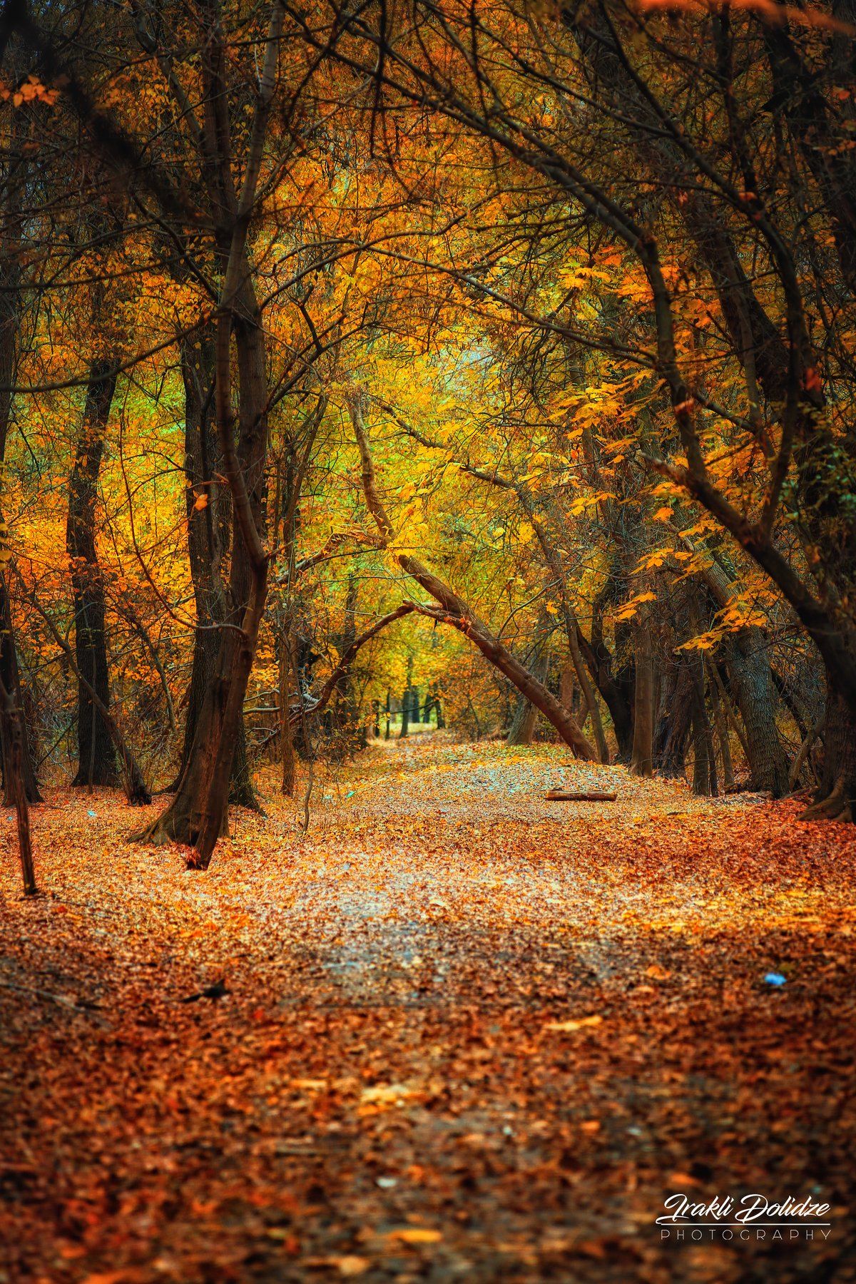 wood, forest, autumn, trees, leaf, leaves, yellow, landscape, ირაკლი დოლიძე