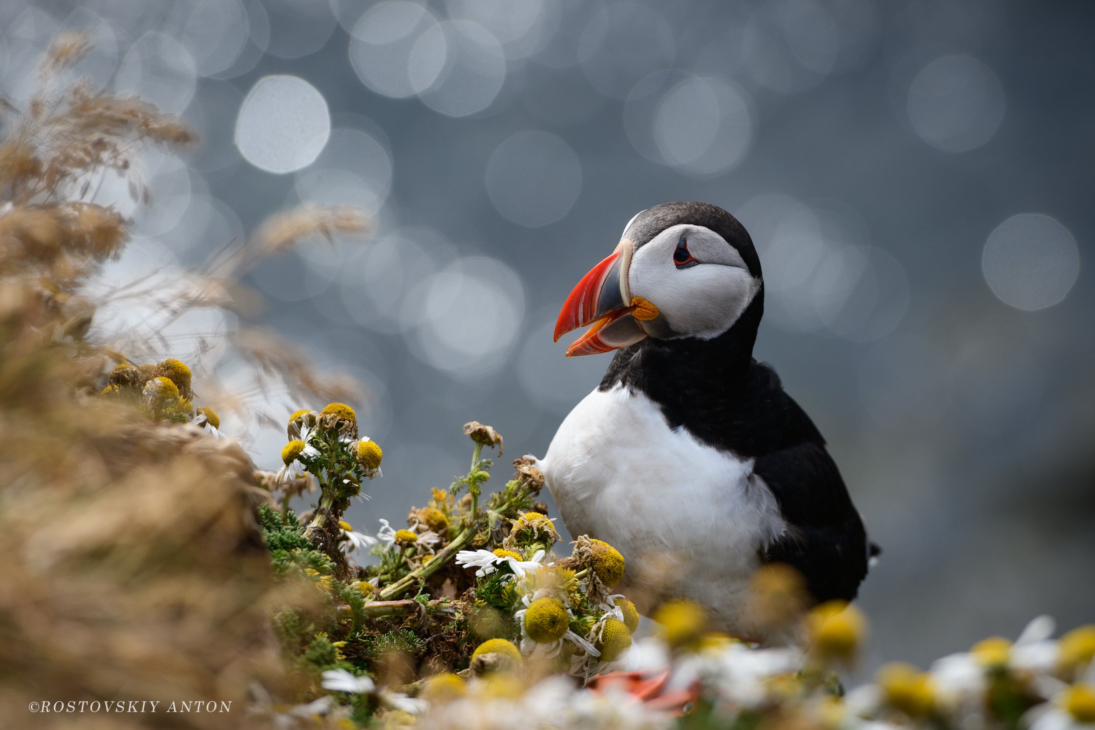 тупик, исландия, фототур, triplaunch, Iceland, фотопутешествие,, Антон Ростовский