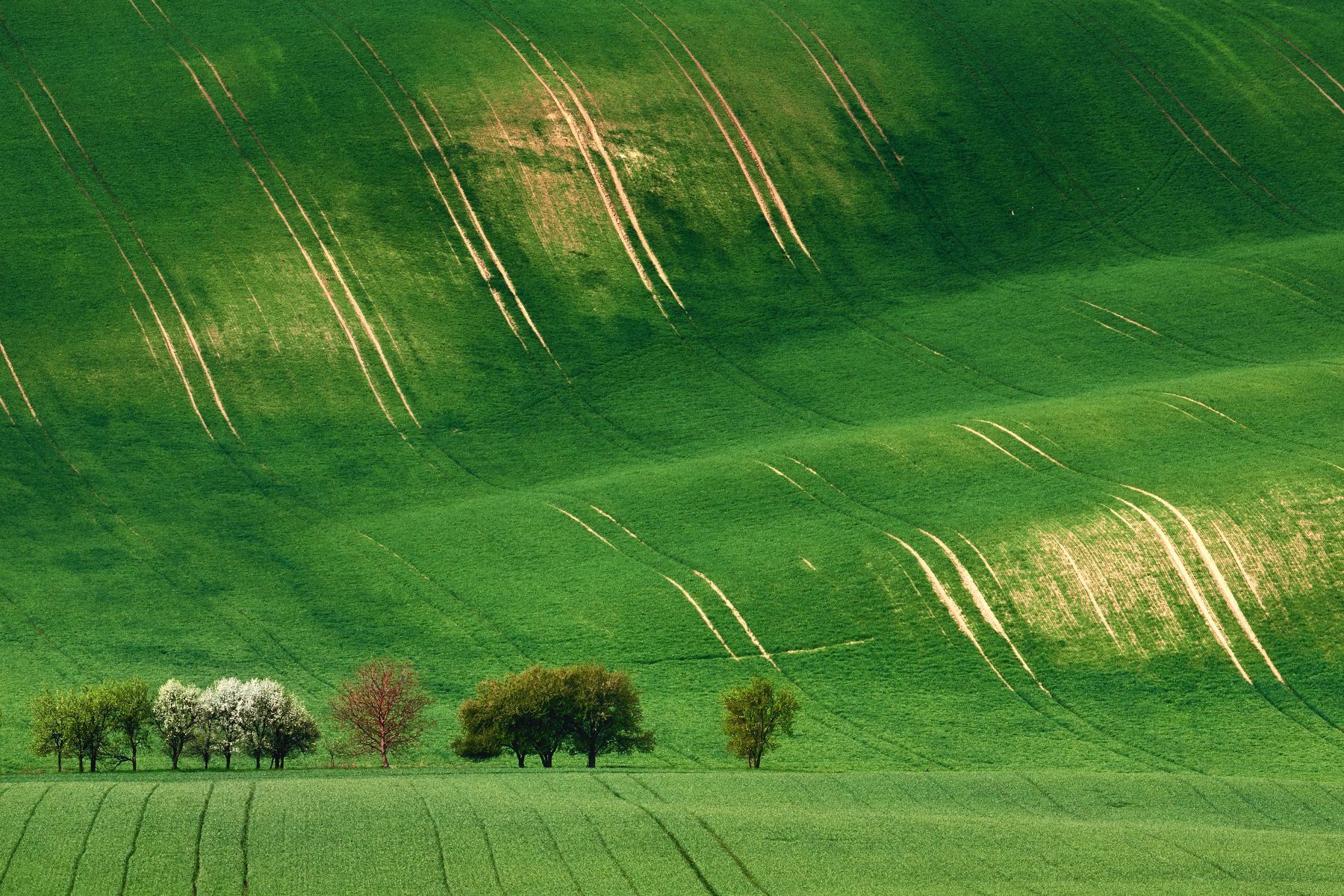 южная моравия, чехия, весна,  south moravia, czech, Пётр Дедковский