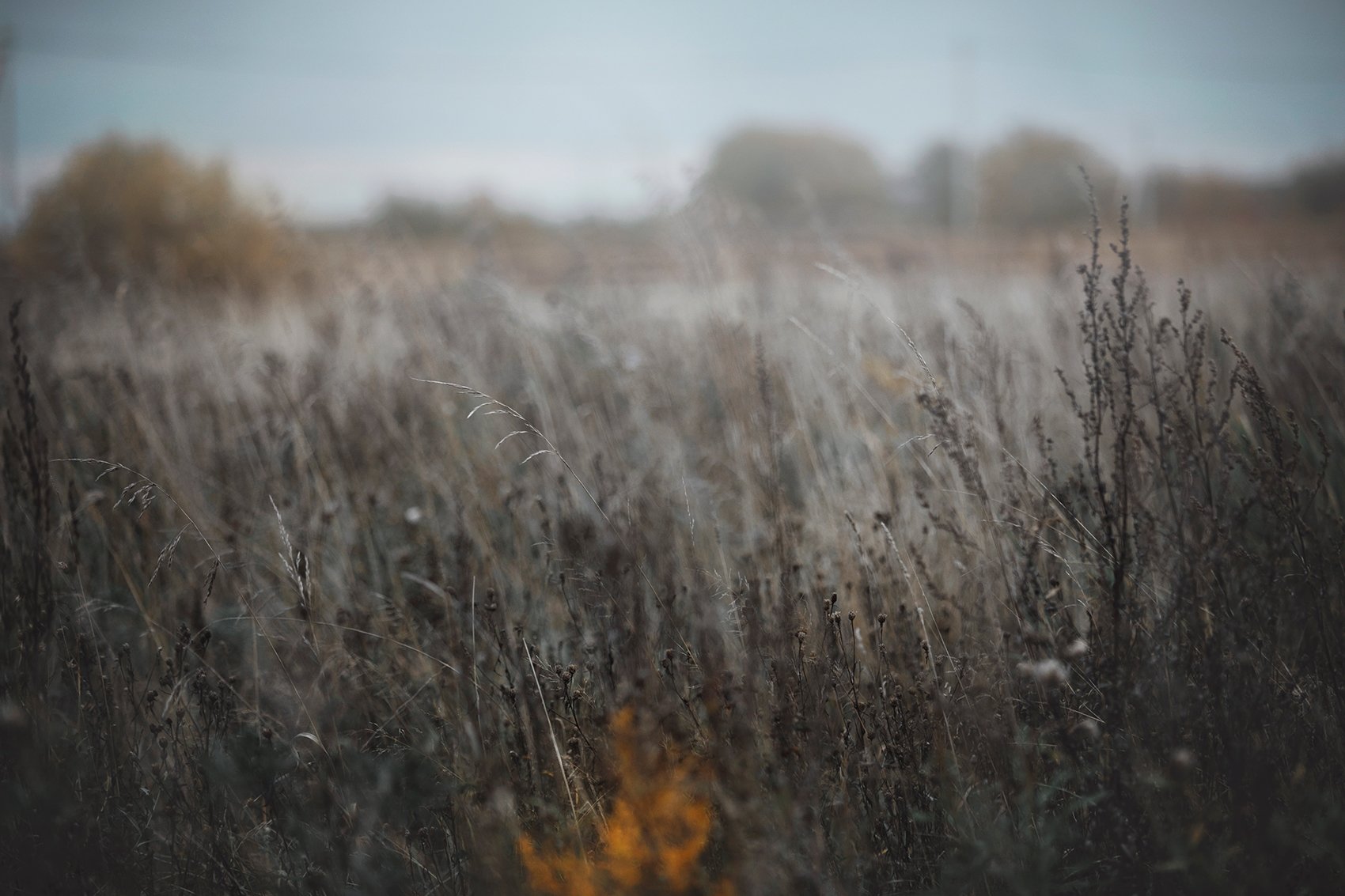 field, autumn, dry grass, Erika Tsogoeva