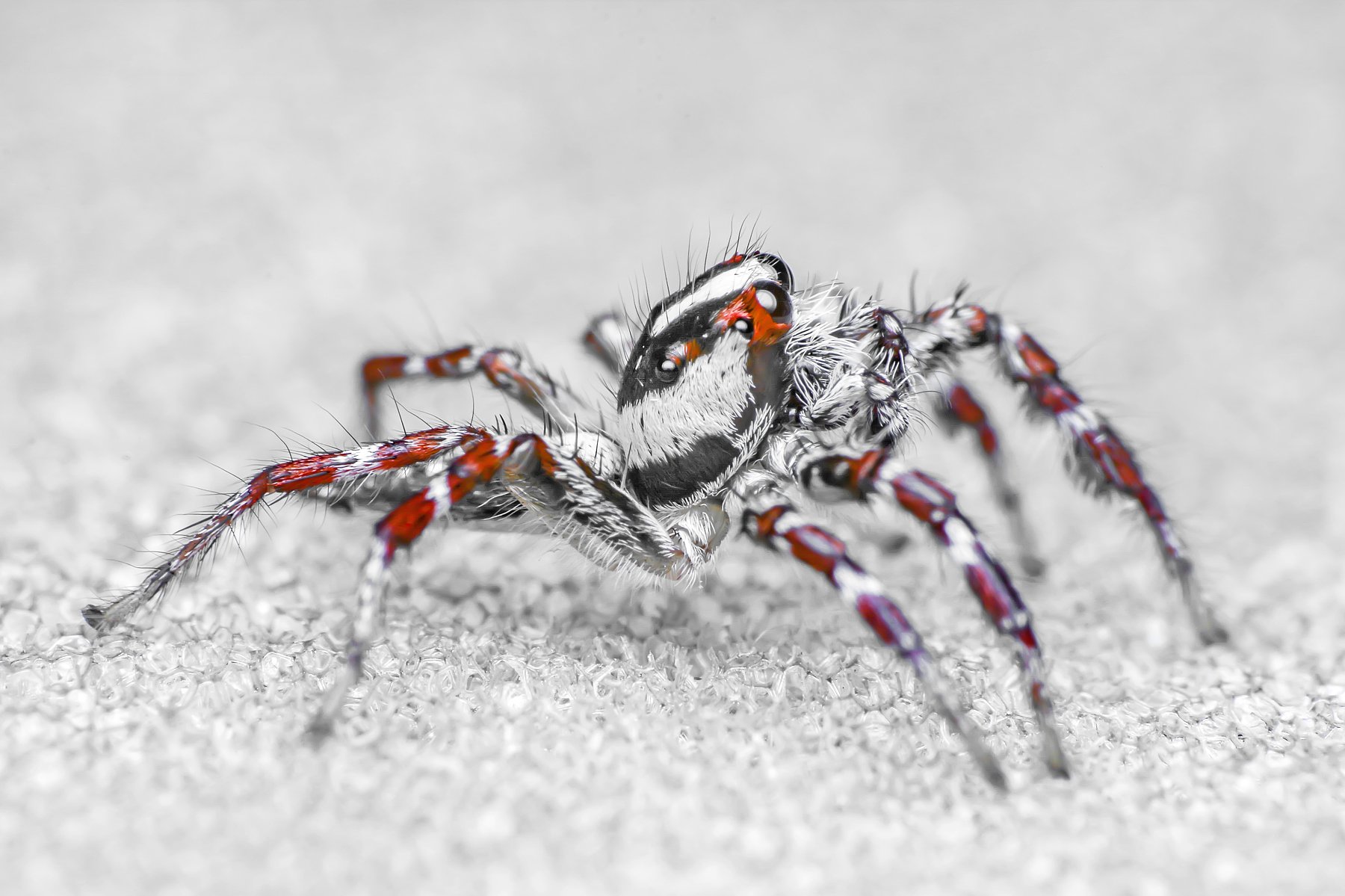 spider, insect animal, danger, dangerus, beatiful, beauty, tropical, eyes, small, macro, close up, jumpon leaf, park, outdoor, forest prey, wild, wildlife, snow, snowy, white, red, nature, natural, garden, NeCoTi ChonTin