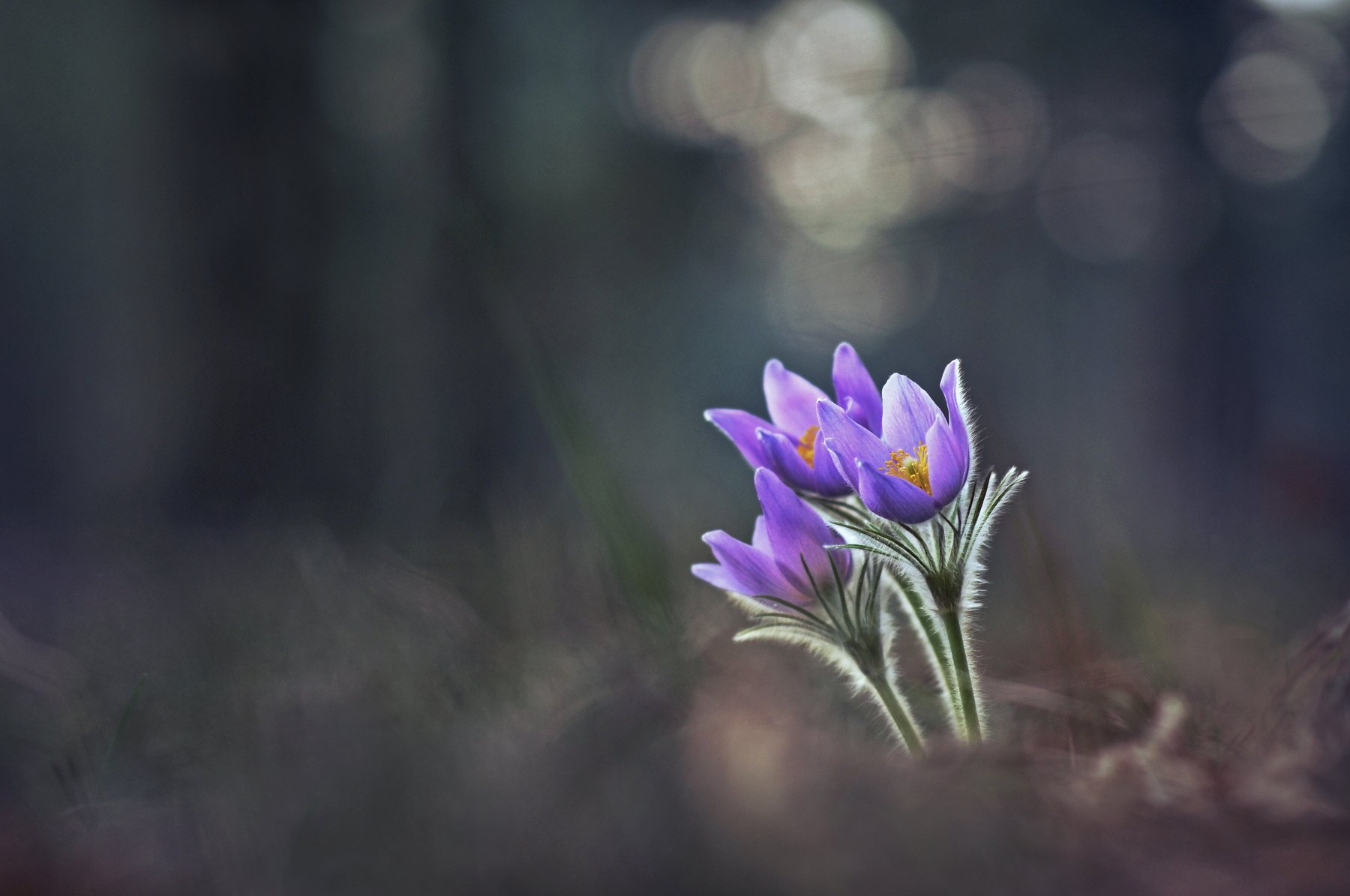 сон-трава, закат, весна, природа, Александр Гвоздь