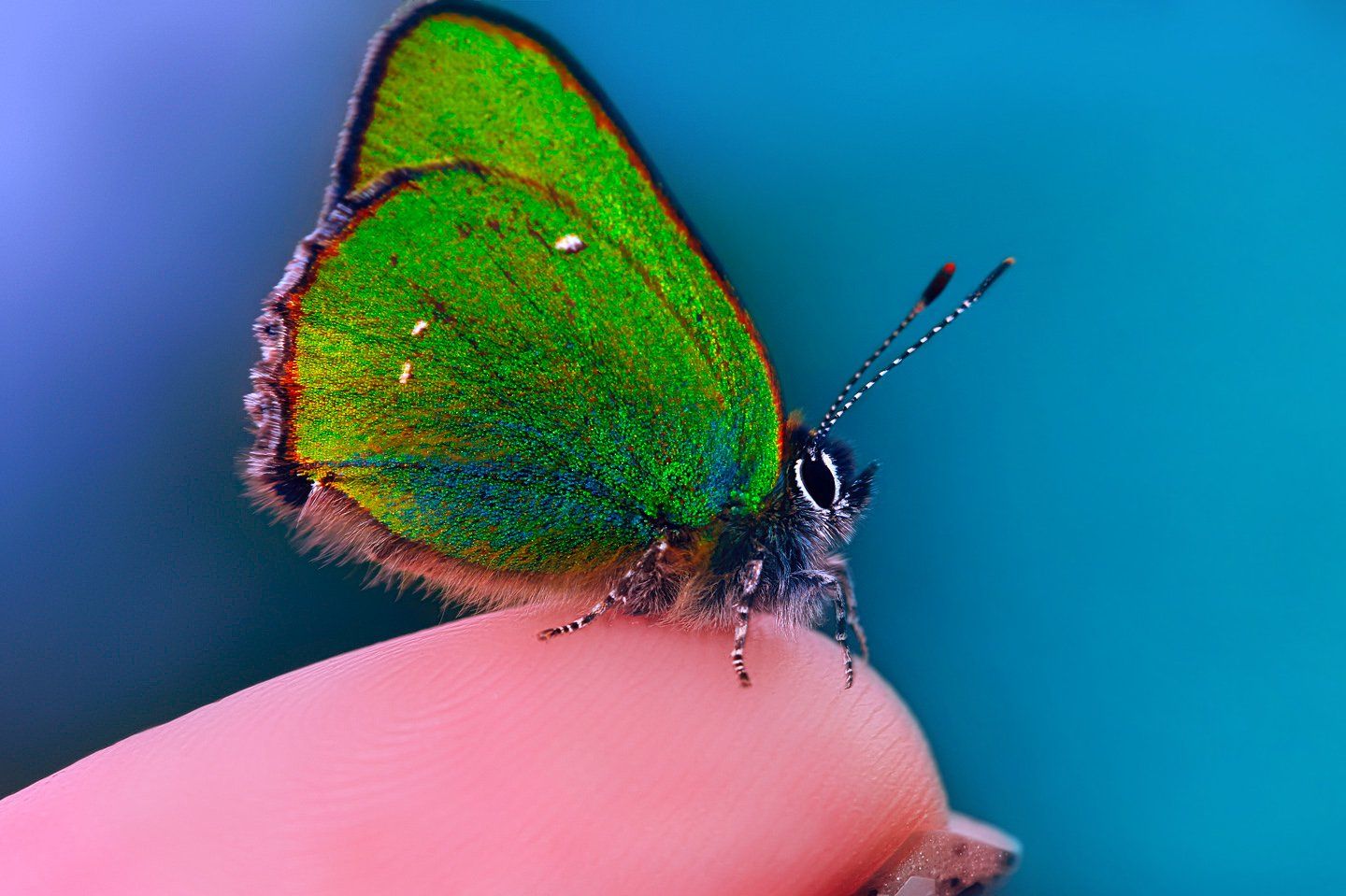 природа, бабочки, голубянка малинница, Алёна Сурнина