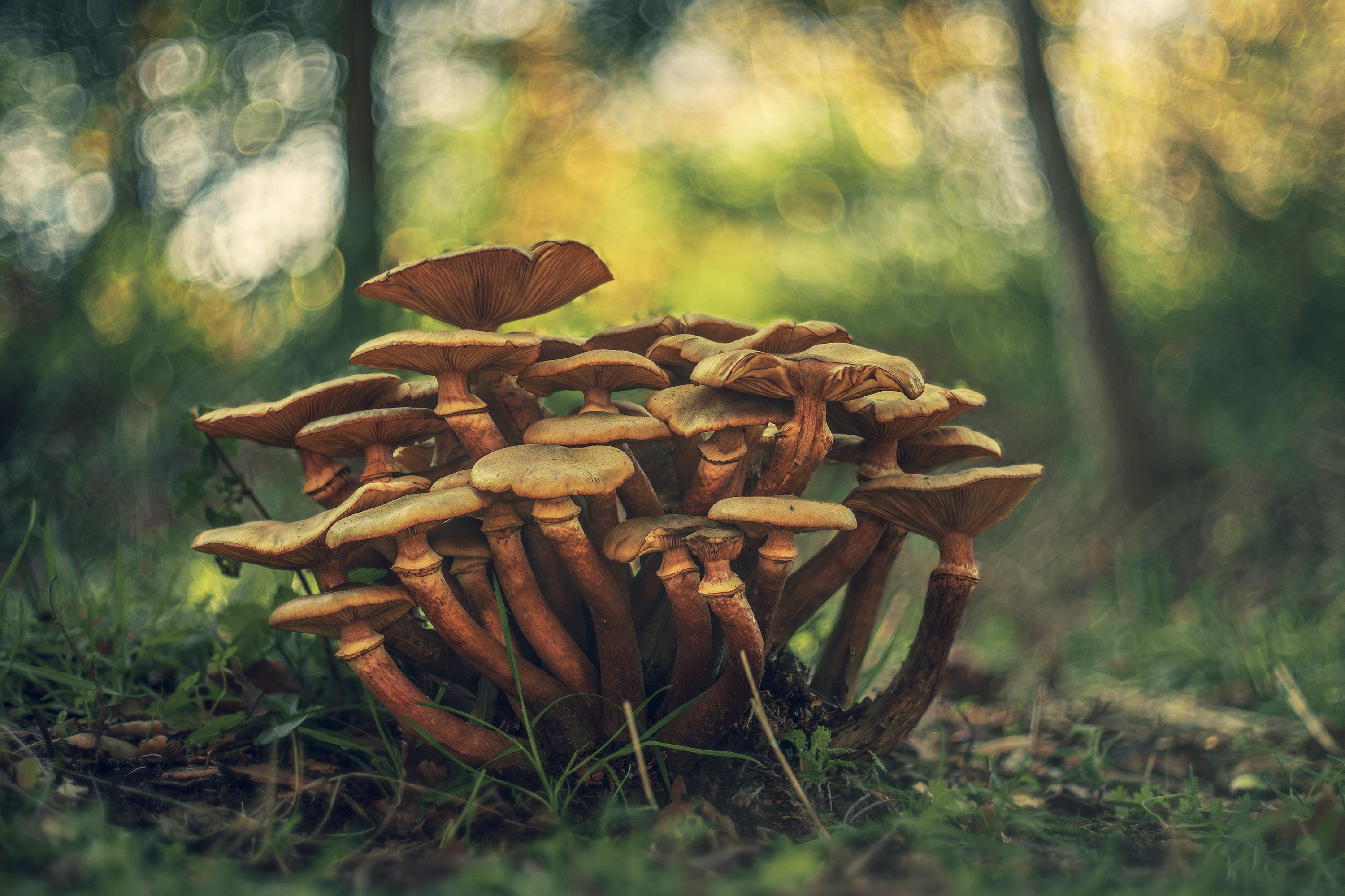mushroom, cortinarius, nature, light, bokeh, Antonio Coelho