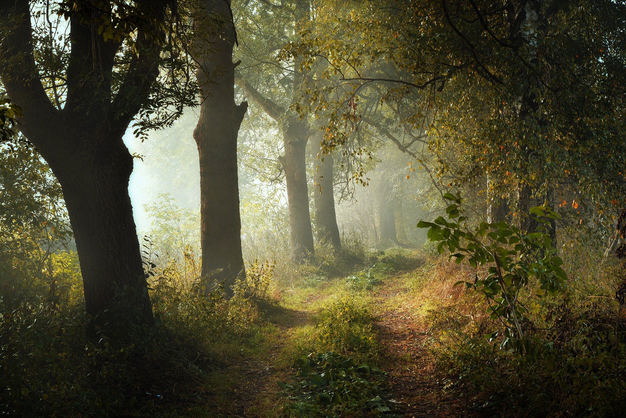 аллея в моем городе alley in my city autumn fall tree trees dranikowski foggy morning mist magic nikon path, Radoslaw Dranikowski