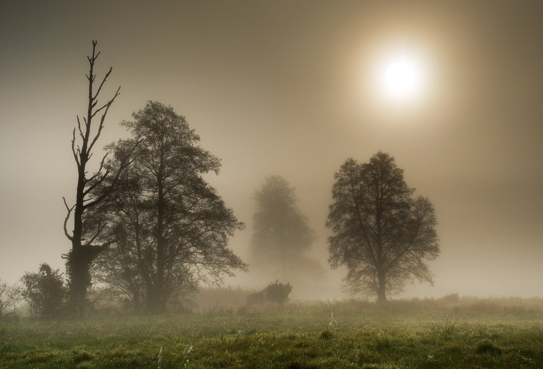 Fog,Mist,Nature,River,Gwda,Sun,Sky,Landscape,Nikon,Trees,Dawn,Summer,Light, Krzysztof Tollas