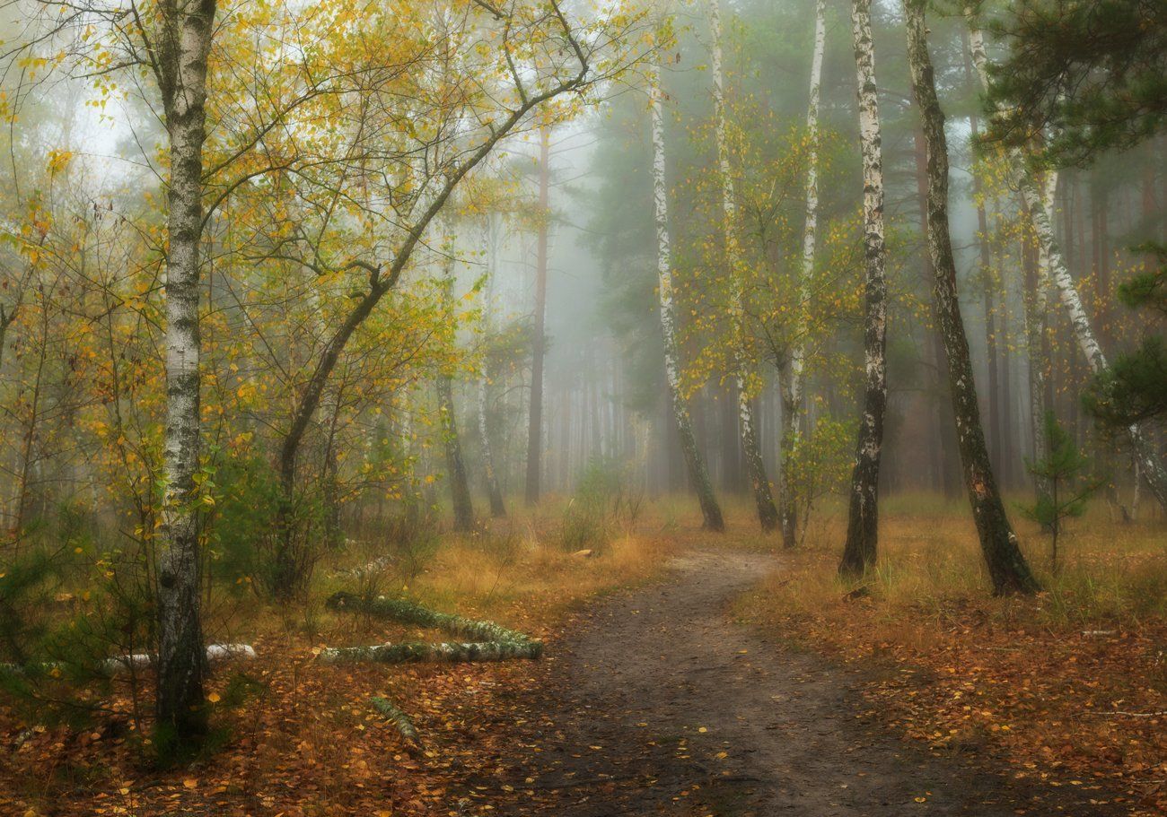 лес, осень, октябрь, , туман, Галанзовская Оксана