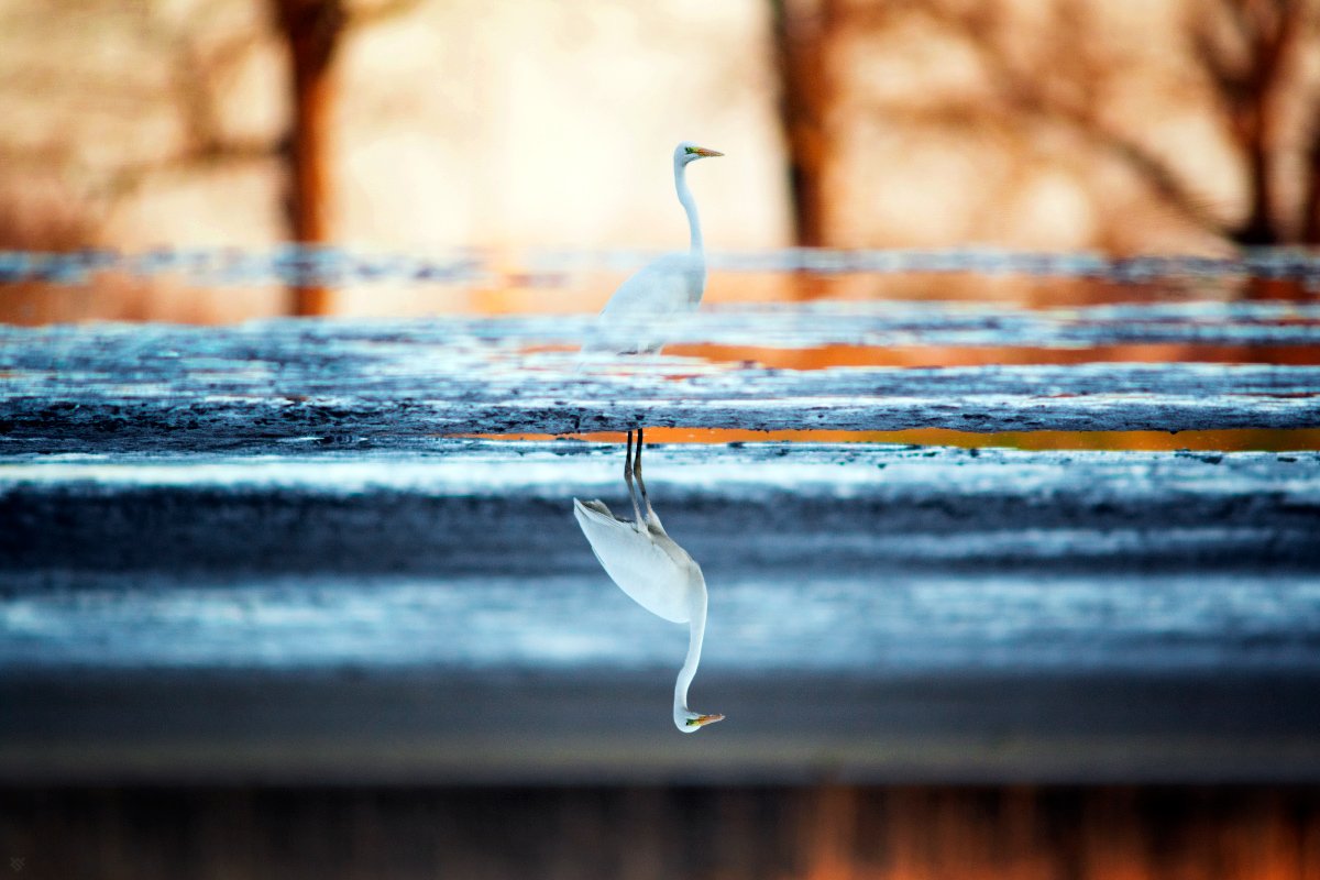 Great egret, Ardea alba, wildlife, reflection, symmetry, bird, Wojciech Grzanka