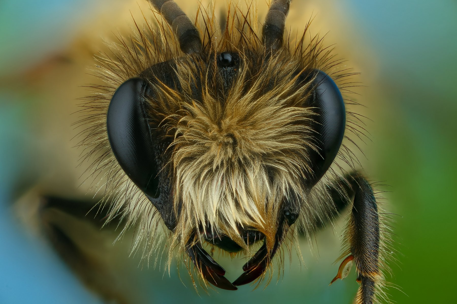 пчела макро природа портрет цвет синий зеленый, Андрей Шаповалов