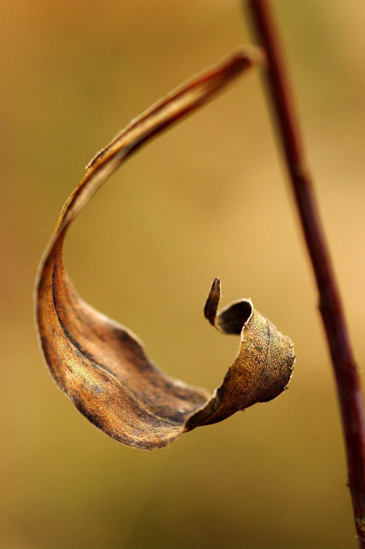 autumn, close-up, leaf, macro, nature, photography, plant, plants, sculpture,, Dr Didi Baev