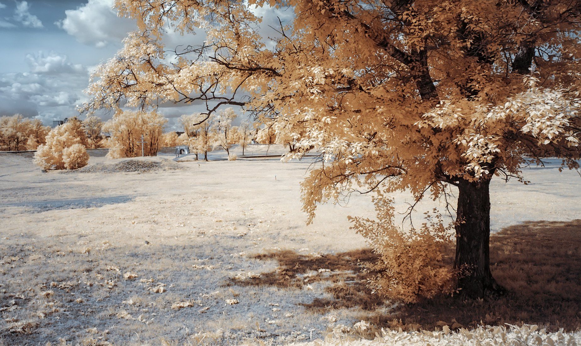 парк, деревья, лето, инфракрасная фотография,  Гобова Наталья