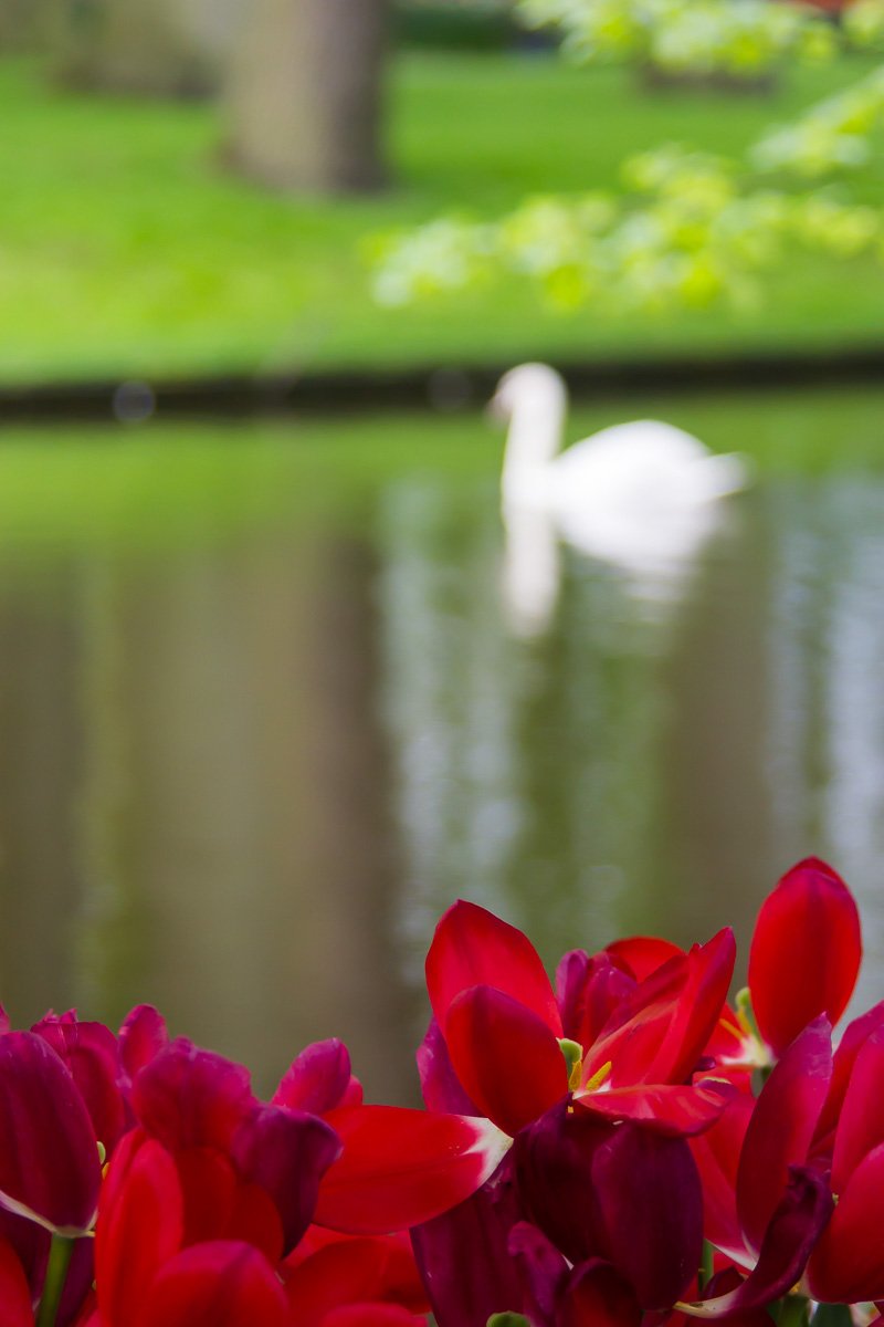 цветы, тюльпаны, кекенхоф, голландия, нидерланды, лебедь, парк, пруд, Сергей Козинцев