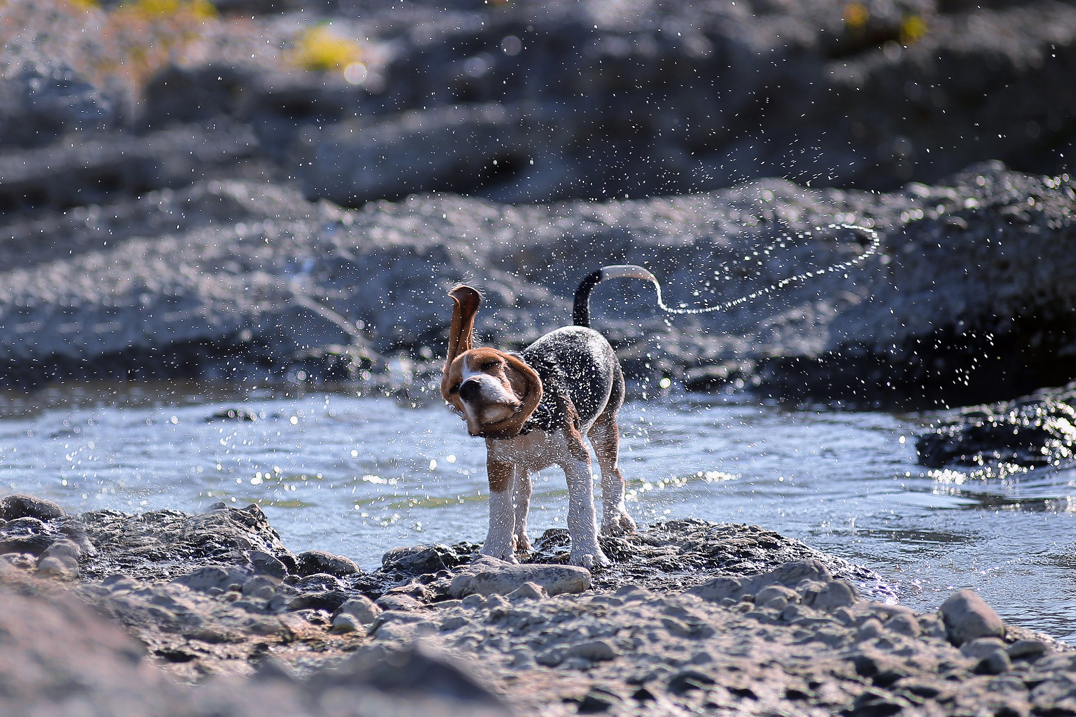 dog, beagle, motion, drops, water, moving, ირაკლი დოლიძე
