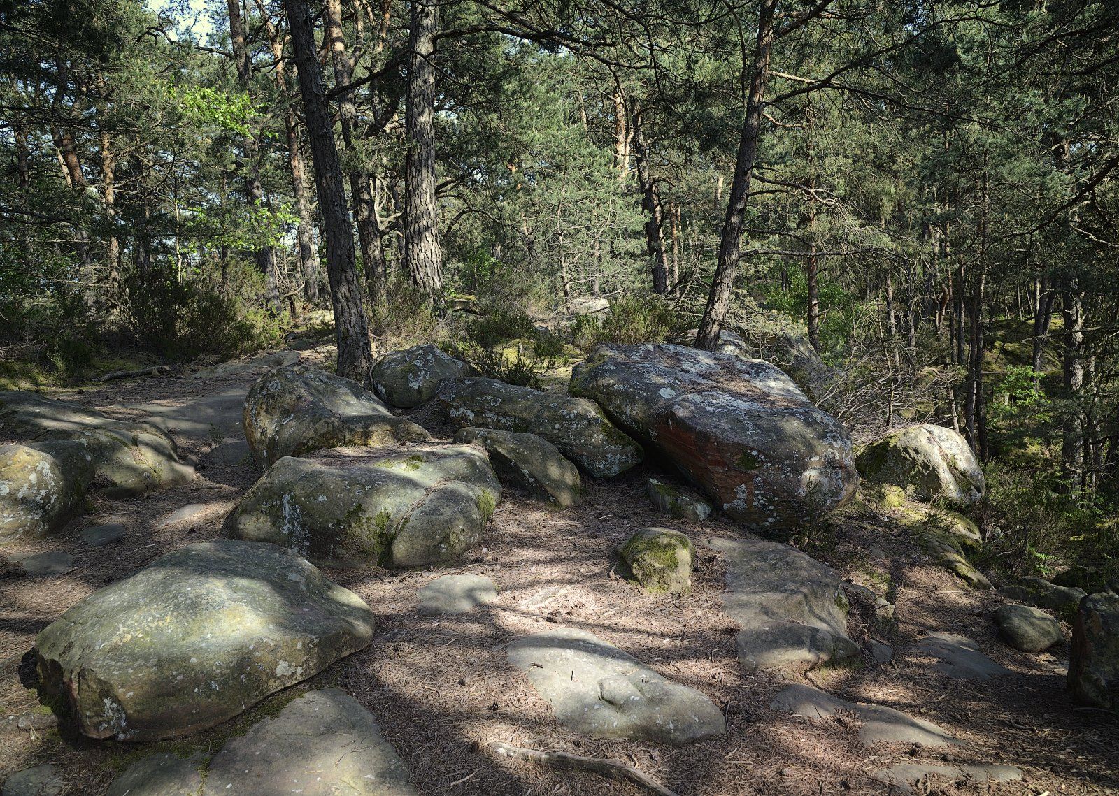 fontainebleau, france, forêt, Olga N.