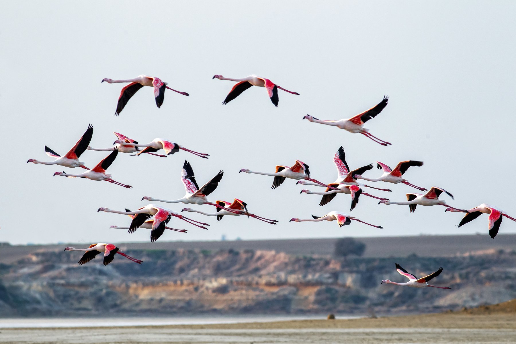 Фламинго, Flamingo, larnaca, Cyprus, Fly, Кипр, Соляное озеро, птицы, Vyacheslav Lozhkin