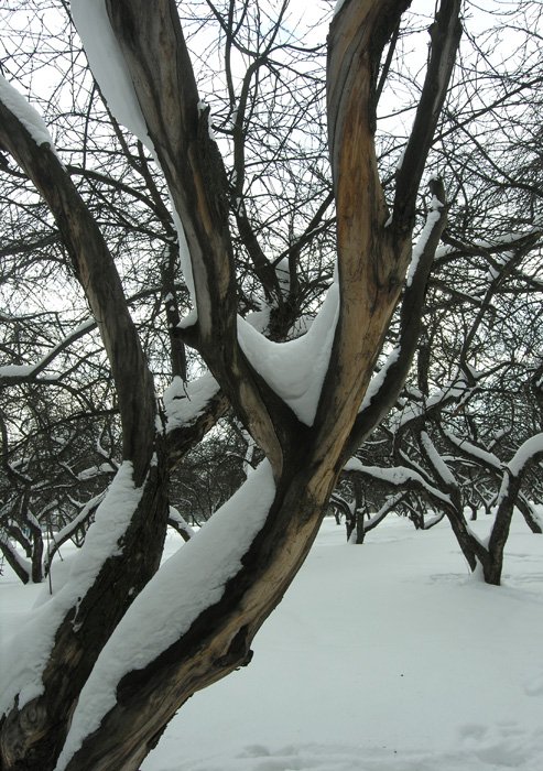 яблоня,дерево, Tatiana Rozanova
