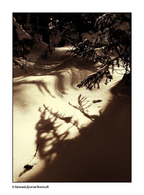 зима, снег, тень, ёлка, деревья, Евгений Долгов NumicoR