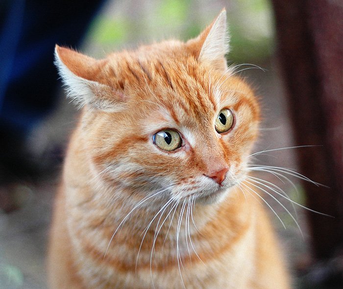 кошка, Silent