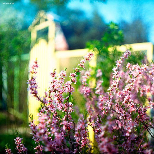 дача, цветы, весна, Nikolay Zheltov