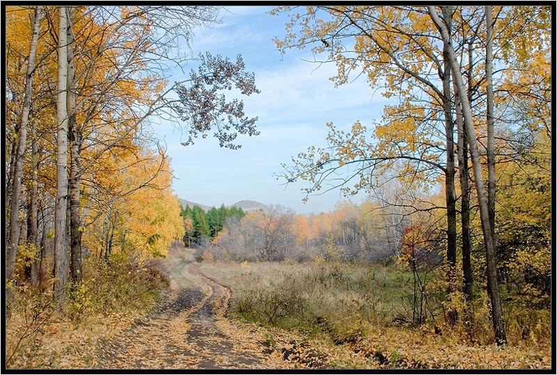 осень ,пейзаж,лес, Качурин Алексей