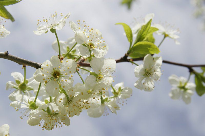 сакура, вишня, весна, цветы, Svetik