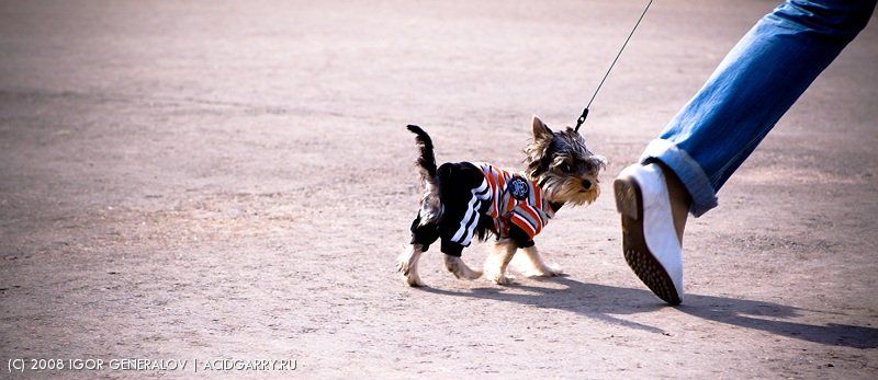 собака шаг улица животные, Igor Generalov